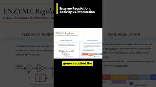 Comparing Regulation of Enzyme ACTIVITY vs PRODUCTION [upl. by Maryn]