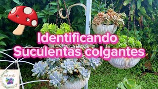 Identificamos a 14 suculentas colgantes [upl. by Costanzia]