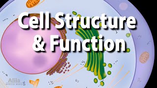 Cell Structure and Functions Animation [upl. by Seibold]