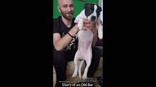 PUPPY 🐶 shorts short viralvideo trending shortsviral viralvideo new reels feed [upl. by Hadihsar678]