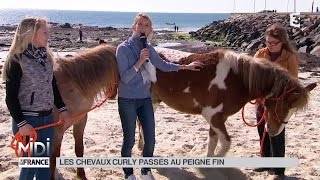 ANIMAUX  Les chevaux Curly passés au peigne fin [upl. by Nolyk890]