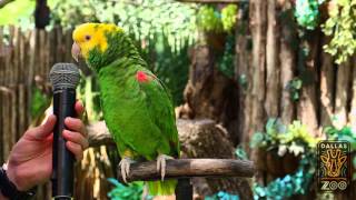 Amazing parrot Quito sings quotOld MacDonaldquot [upl. by Bradan]