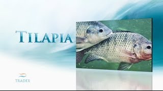 About  Tilapia [upl. by Etnad783]