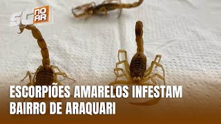 Infestação de escorpiões amarelos assusta moradores de Araquari [upl. by Settle]