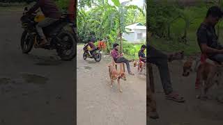 dog funny video shots dog funny [upl. by Hannibal910]