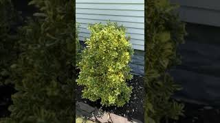 Golden Euonymus  moderate to fast growing evergreen shrub [upl. by Geithner]