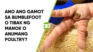 Ano ang Gamot sa Bumblefoot o Tibak ng Manok o Anumang Poultry [upl. by Dympha]