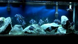 F1 Kapampa Frontosa amp Julidochromis Marlieri Tank 71212 [upl. by Adlev]