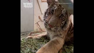 SOUND UP Adorable female baby tiger makes purring noises at the Oakland Zoo in California [upl. by Eirameinna439]