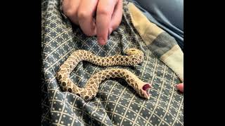 Hognose Snake Playing Dead [upl. by Leahcim]