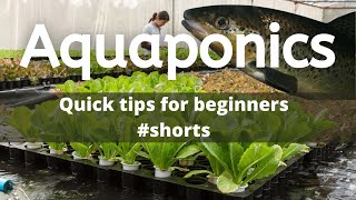 Aquaponics  Quick Tips for Beginners  shorts [upl. by Angeli]