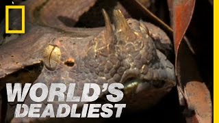 SixFoot Snake Ambushes Prey  Worlds Deadliest [upl. by Estes327]