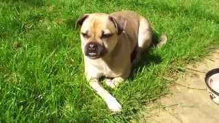 Jack Russell Cross Pug Jug Sunbathing [upl. by Eirellam703]