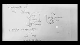 Self Incompatibility DistylyTristylyGametophytic and Sporophytic SI [upl. by Shue]