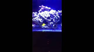 CPR AquaFuge 2 Hang on Back Refugium with Protein Skimmer [upl. by Uird]