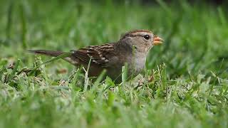 725 White Crowned Sparrow [upl. by Saixela]