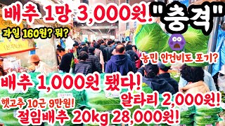 배추 1망 3000원 됐다 충격 배추 1000원 미쳤 알타리 2000원 과일 160원 1000원배추 폭락 시장 물가 가격비교 김치 김장 쇼핑 [upl. by Bernardi]