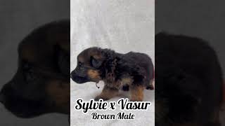 Sylvies 3 Weeks Brown Collar Male puppy gnshepherd [upl. by Loeb]