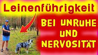 💥 Mache diese einfache ÜBUNG amp beobachte wie schnell dein Hund aufhört zu ziehen ➡️ Impulskontrolle [upl. by Ronym]