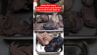 Human Real Organs Liver Kidney Heart Lungs Stomach  इंसान के शरीर के असली अंग viral shorts [upl. by Dlorah163]