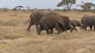 Elephants of Amboseli National Park Kenya September 2024 [upl. by Ahsitneuq]