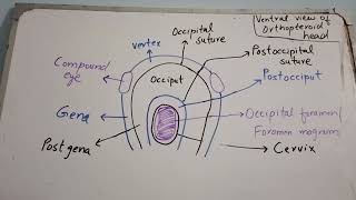 structure of insect head [upl. by Darcia268]