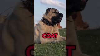 Meet the powerful and protective Kangal dog breed that everyone is talking about kangaldog dogs [upl. by Waligore]