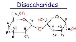 Disaccharides  Sucrose Maltose Lactose  Carbohydrates [upl. by Iznyl]