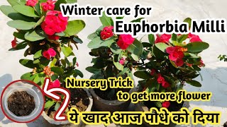 winter careing tips for Euphorbia milicrown of thornNursery Trick to get flowers on Euphorbia mili [upl. by Ardnaed652]