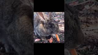 Wild rabbit eating carrot for the first time [upl. by Donough]