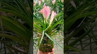 Bromeliad Kokedama [upl. by Ahsimal]