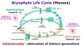 Bryophytes and the Life Cycle of Plants [upl. by Aioj811]