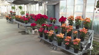 Cal Polys annual plant gift sale extended through Saturday [upl. by Chipman468]