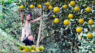 Orphaned girl goes to the mountain to pick oranges to sell for a living [upl. by Aneele]