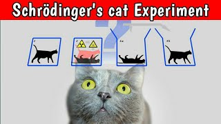 Schrodingers cat experiment Explained in hindi  Quantum physics shorts [upl. by Arrej]