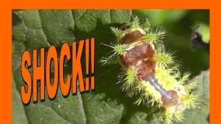 🐝 Japans Electric Insect  Denkimushi 電気虫  Real Japan Monsters [upl. by Roscoe116]