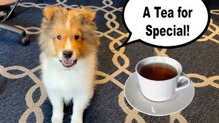 quotA Tea for Specialquot 🫖🐶☕️ Like amp Subscribe on Cricket quotthe sheltiequot Chronicles e338 [upl. by Van553]