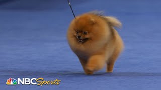 National Dog Show 2022 Toy Group Full Judging  NBC Sports [upl. by Monson723]