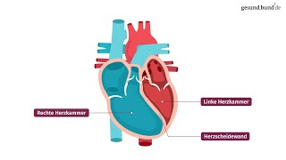 Wie funktioniert das Herz [upl. by Rusty]