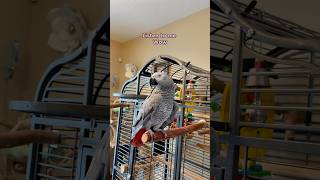 Guess who got squawkblocked for mimicking the parrot funnyparrot bird talkingparrot parrot [upl. by Anoved]