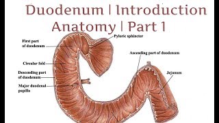 Duodenum  Introduction  Anatomy  Part 1 [upl. by Paryavi]