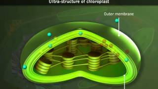 Chloroplasts  Structure [upl. by Autumn189]