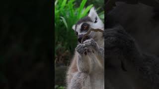 Ringtail Ranch Lemur Sanctuary  An offthebeaten sanctuary in Lubbock Texas travel hiddengems [upl. by Assetnoc628]