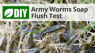 Soap Flush Test for Armyworms  DoMyOwncom [upl. by Marzi]