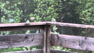 Common Redstart Mating Pair [upl. by Niwle572]