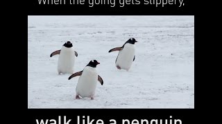 Walk like a penguin [upl. by Jose880]