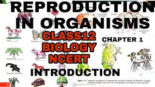 Reproductioninorganisms class12BiologyNCERT ReproductioninorganismsforNEETBOARDSUPSC [upl. by Otreblanauj]