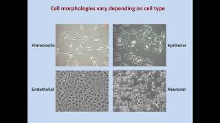 Basics of Cell Culture [upl. by Oliver]