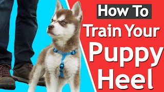 How To Teach your Puppy to Heel [upl. by Idham]