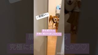 『扉を開けたら可愛すぎました☺︎♡』 犬 dog 可愛い 癒し 大型犬 秋田犬 ゴールデンレトリバー goldenretriever shortvideo cute [upl. by Nosa33]